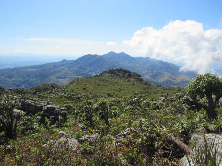 Ecossistemas abertos da Mata Atlântica são tema de nova edição do Boletim do Museu de Biologia Mello Leitão – Série INMA