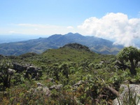 Ecossistemas abertos da Mata Atlântica são tema de nova edição do Boletim do Museu de Biologia Mello Leitão – Série INMA