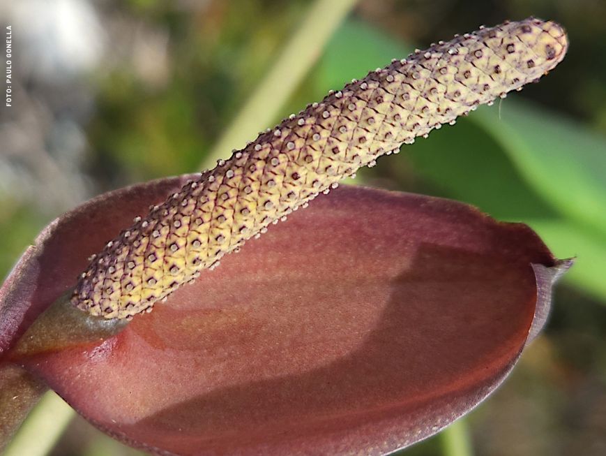 Detalhe da espécie Anthurium occultum