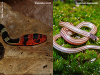 Espécies raras de cobras são redescobertas no Espírito Santo depois de décadas