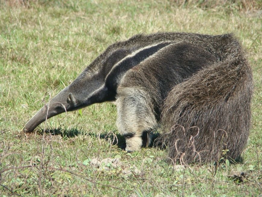 Tamanduá-bandeira de perfil, com pelagem longa e escura. O animal está em uma área de vegetação rasteira e mantém o focinho próximo ao solo.