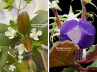 Estudo inédito mostra que 92% das patentes com a flora da Mata Atlântica foram desenvolvidas e depositadas fora do Brasil