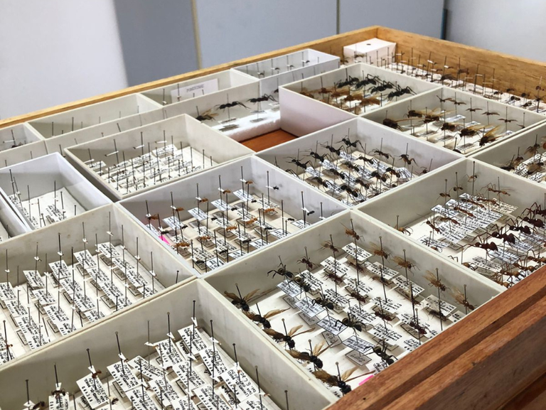 Estudo revela hábitos de formigas desconhecidos pela ciência e espécies em risco de extinção