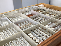 Estudo revela hábitos de formigas desconhecidos pela ciência e espécies em risco de extinção