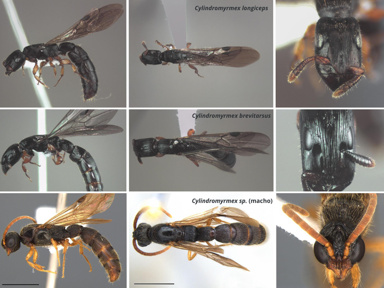 Formigas Cylindromyrmex