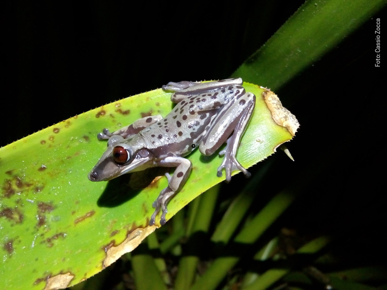 Diversidade na EBMAR