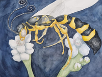 Exposição no INMA apresenta o fantástico mundo das vespas parasitoides