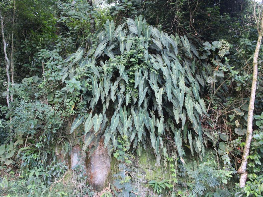 Área de floresta densa, com vegetação abundante em diferentes tons de verde. No centro da imagem, destaca-se um grande agrupamento de plantas de folhas longas e estreitas, crescendo sobre uma formação rochosa coberta por musgo