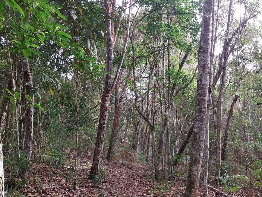 Florestas secundarias