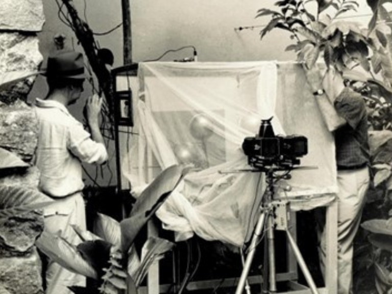 Fotografia ultrarrápida de beija-flores é tema de artigo que revela técnicas inovadoras e desafios científicos