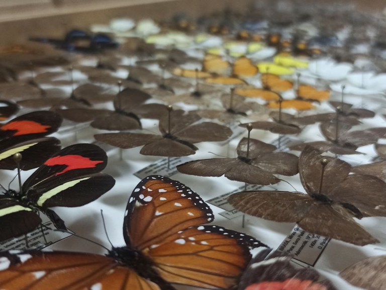 Um total de 250 insetos da ordem Lepidoptera - borboletas e mariposas - foi doado ao Museu Nacional