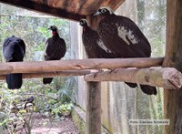 Instituto Nacional da Mata Atlântica desenvolve projeto para reintroduzir na natureza jacutingas nascidas sob cuidados humanos