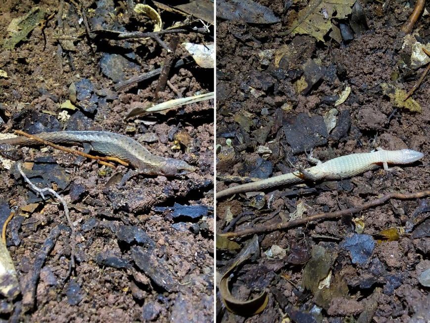 Lagarto finge de morto para se proteger
