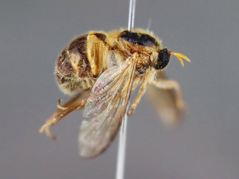 Mosca rara que parasita aranhas é descoberta na Mata Atlântica