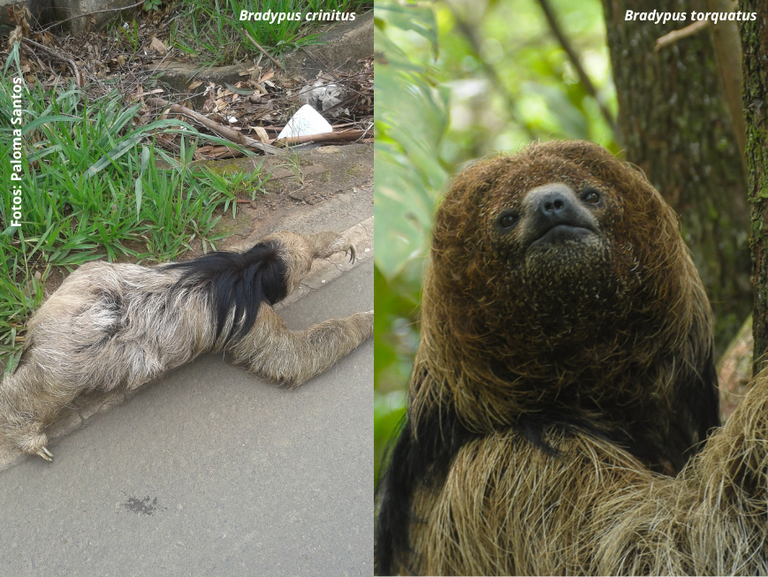 Preguiças-de-coleira Bradypus torquatus e Bradypus crinitus