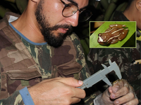 Anfíbios de bromélias transportam invertebrados aquáticos aderidos à sua pele