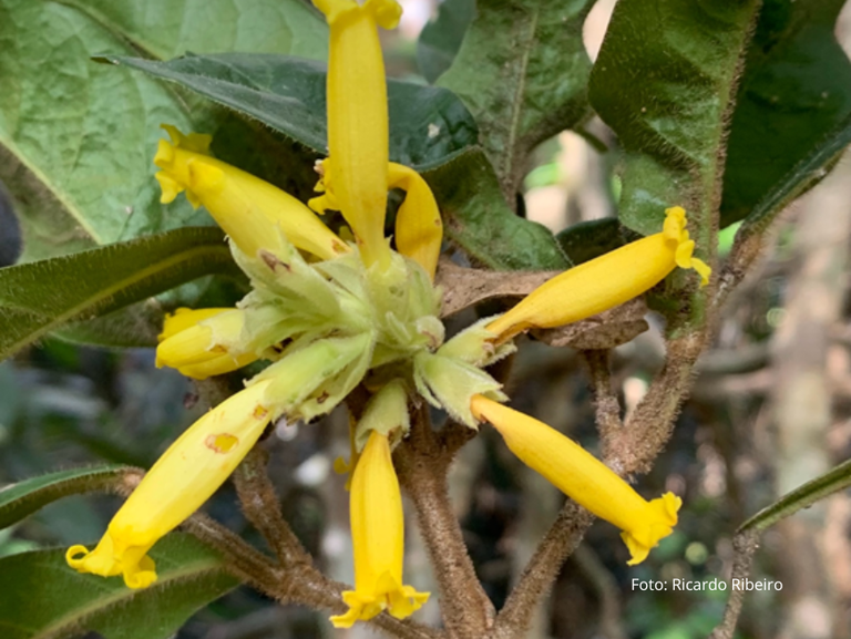 Nova espécie de cipó é descoberta no Espírito Santo e faz homenagem à Charles Darwin