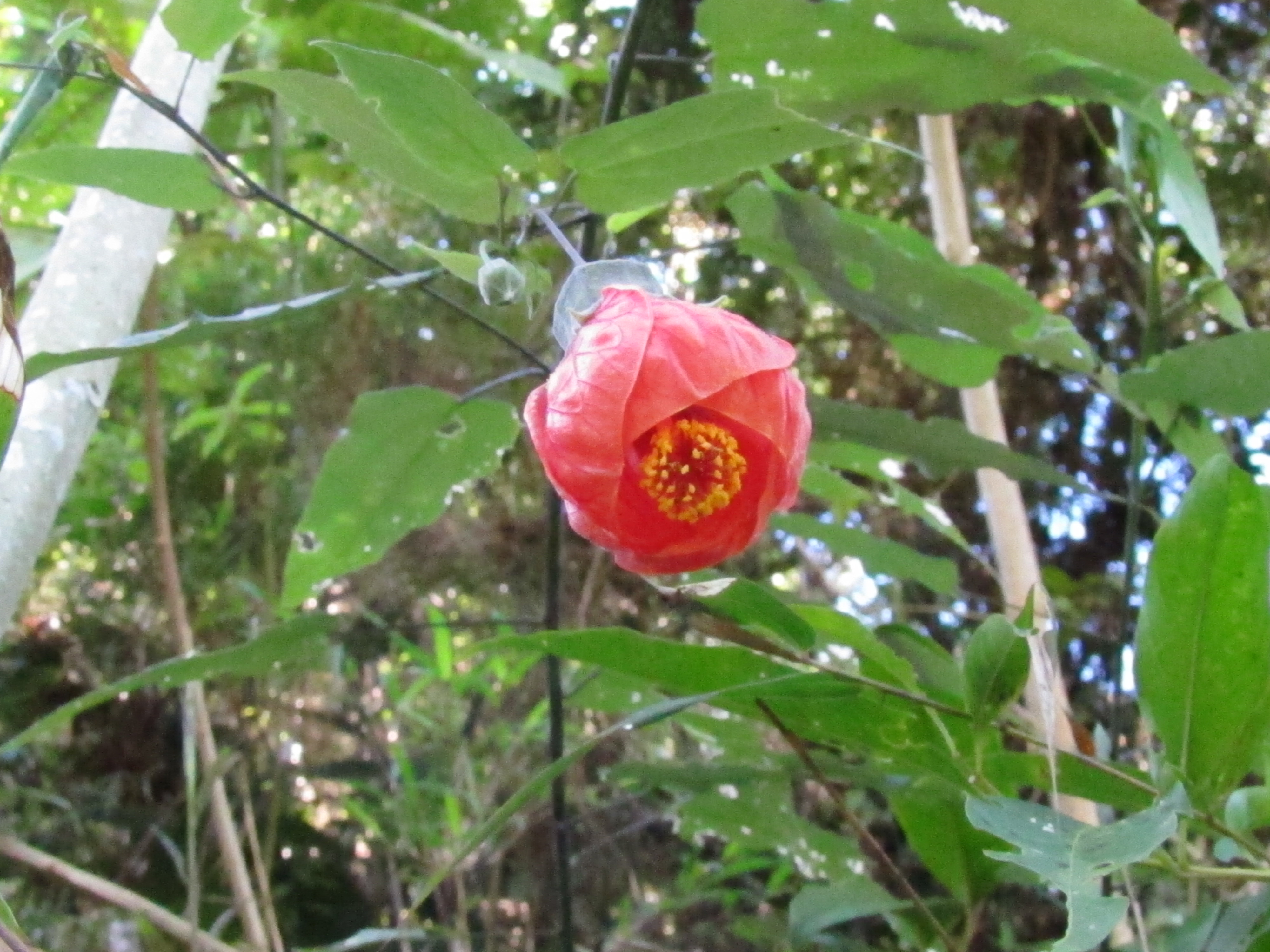 Callianthe capixabae é uma espécie ornamental de um grupo conhecido como balãozinho japonês ou lanterninha japonesa. A descoberta foi publicada no periódico Phytotaxa, dedicado à taxonomia botânica