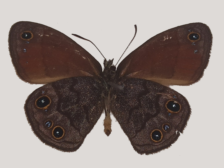 Borboleta Agojie rupicola