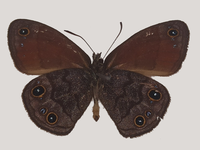 Novo gênero e espécie de borboleta é descoberto na bacia do Rio Doce, em Minas Gerais