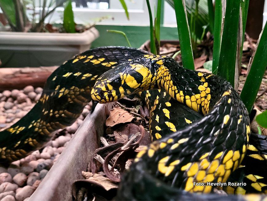 Local abriga serpentes vivas e preservadas, entre espécies peçonhentas e não peçonhentas