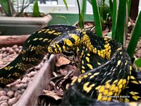 Ofidiário do Museu de Biologia Professor Mello Leitão reabre para visitação