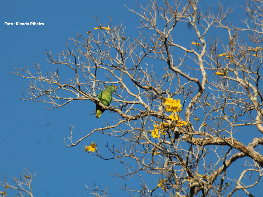 Monitoramento do chauá revela árvores de espécie criticamente ameaçada em área afetada pelo desastre ambiental da bacia do Rio Doce