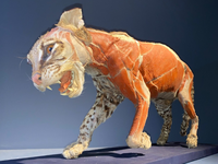 Peças plastinadas em exposição no Museu de Biologia Prof. Mello Leitão revelam a Mata Atlântica