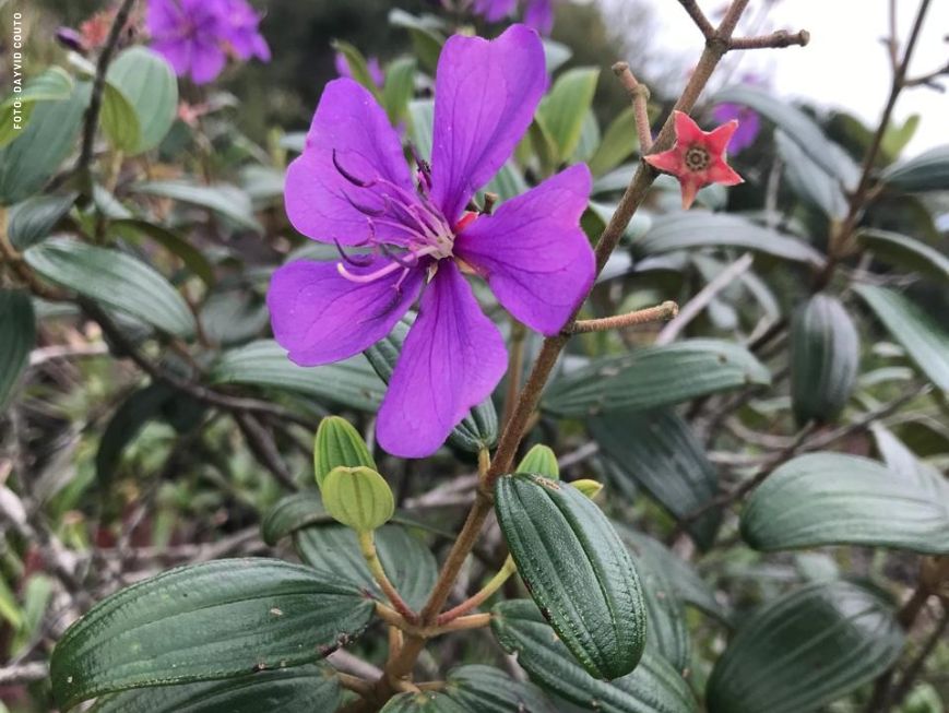 Imagem mostra a flor da espécie Pleroma leucotrichum