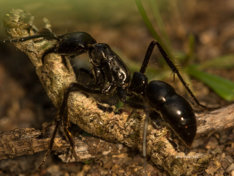 Pesquisador do INMA participa de publicação internacional que explora a relação das formigas com o meio ambiente