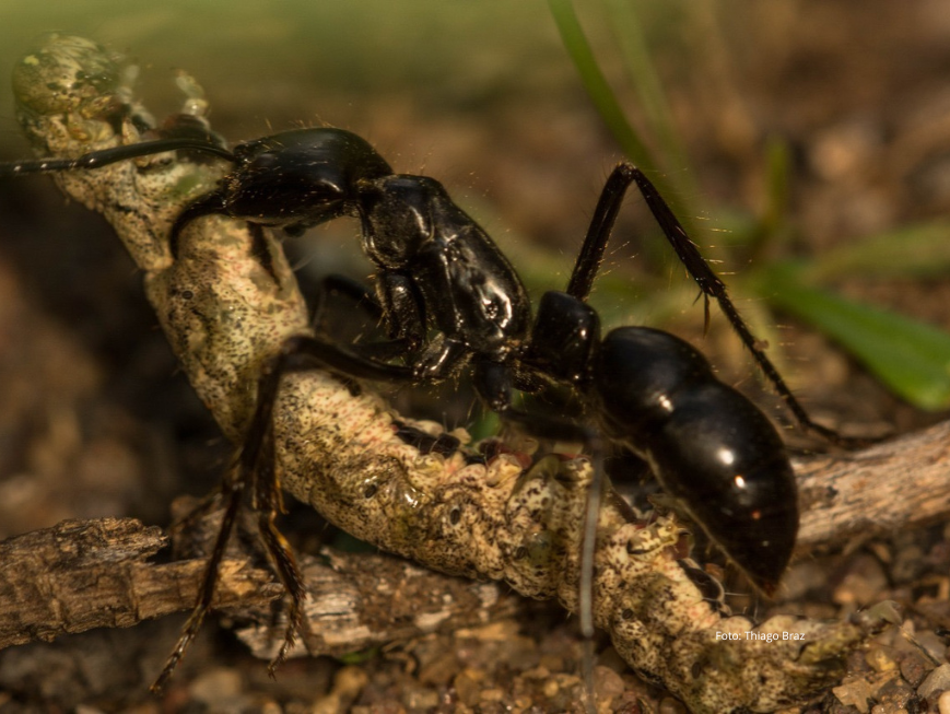 Livro foi lançado em Recife na última semana durante o XXVII Simpósio de Mirmecologia, ramo da biologia que estuda o inseto
