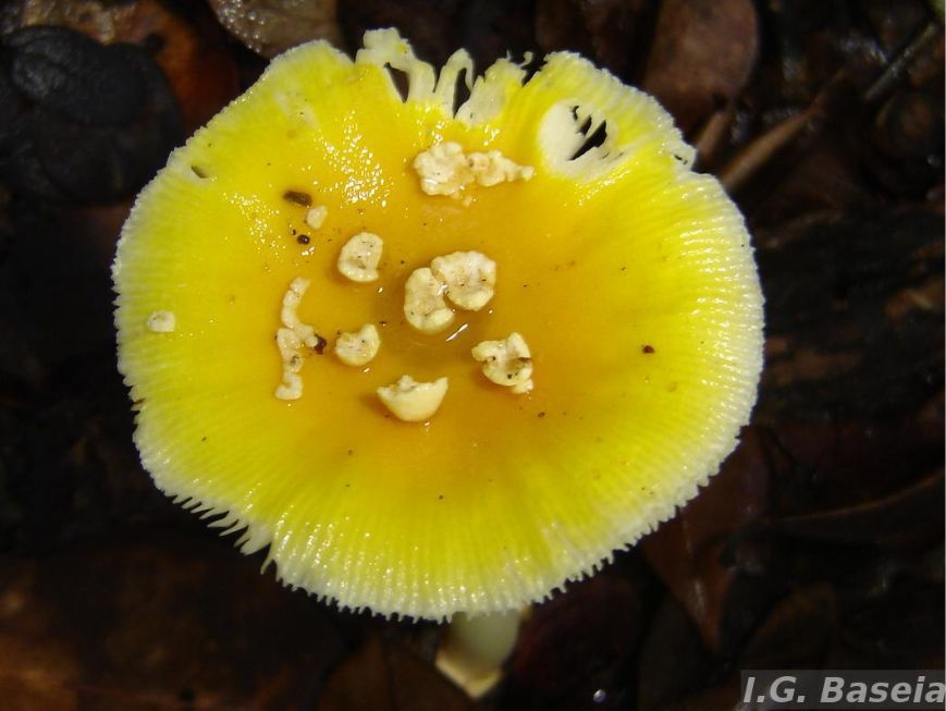 Fotografia em close de um cogumelo da espécie Amanita viscidolutea, vista de cima. O chapéu apresenta coloração amarelo-vivo e superfície brilhante, com formato circular e uma leve depressão no centro, onde há acúmulo de água.