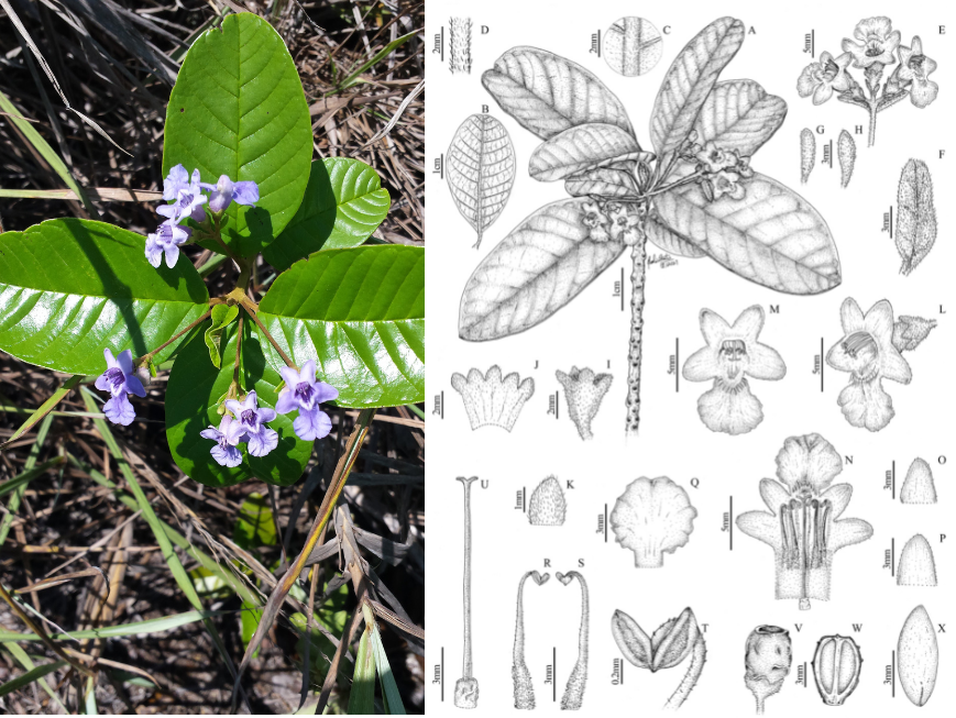Embora tarumãs sejam árvores que ocorrem geralmente em florestas, a nova espécie - Vitex pomerana - cresce em áreas abertas sobre rochas, hábito incomum para tarumãs da Mata Atlântica