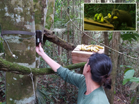 Pesquisadores disponibilizam banco de dados com 43.068 registros obtidos por armadilhas fotográficas
