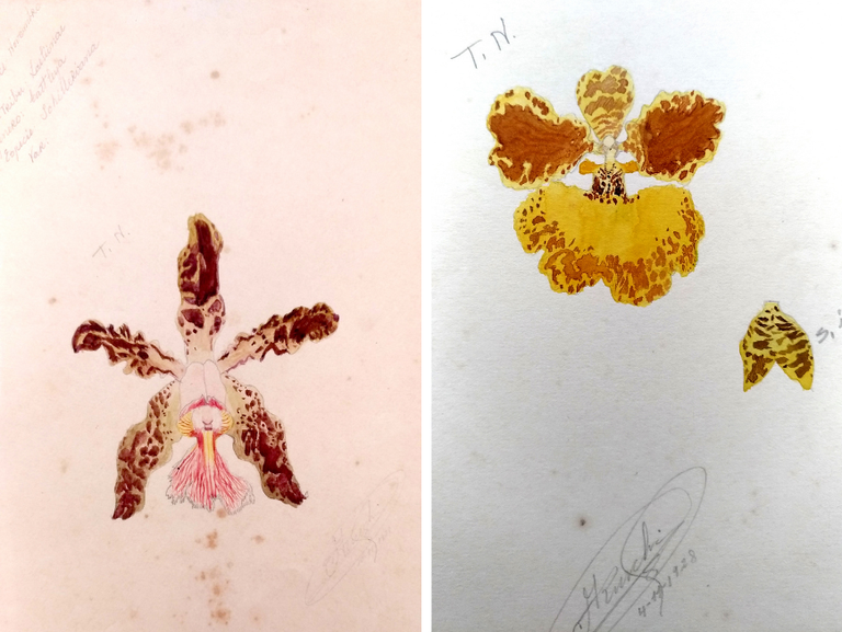 Ilustrações de Augusto Ruschi, feitas em aquarela, na infância e na adolescência