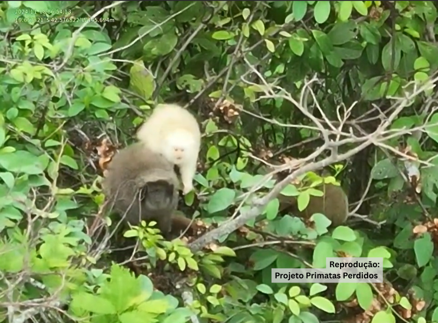 Pesquisadores fazem registro inédito de um macaco sauá albino no Parque Estadual do Rio Doce através de monitoramento com drones