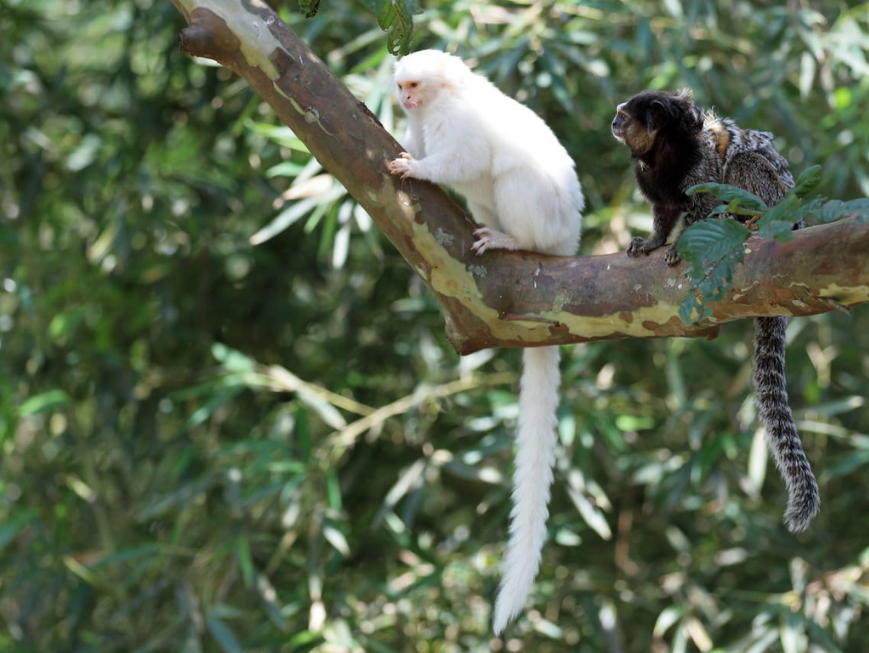 Dois pequenos macacos estão sentados em um galho de árvore em uma área de floresta. Um deles tem pelagem completamente branca e uma cauda longa pendendo para baixo; o outro tem pelagem escura com áreas cinzentas e também uma cauda longa.