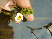 Planta carnívora rara e ameaçada é registrada pela primeira vez no Nordeste