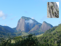 Plantas escaladoras: estudo mostra a incrível adaptação das espécies que vivem em habitats verticais