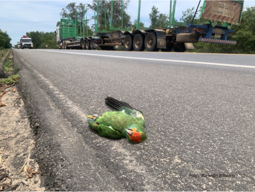 Papagaio-chauá morto no acostamento de rodovia