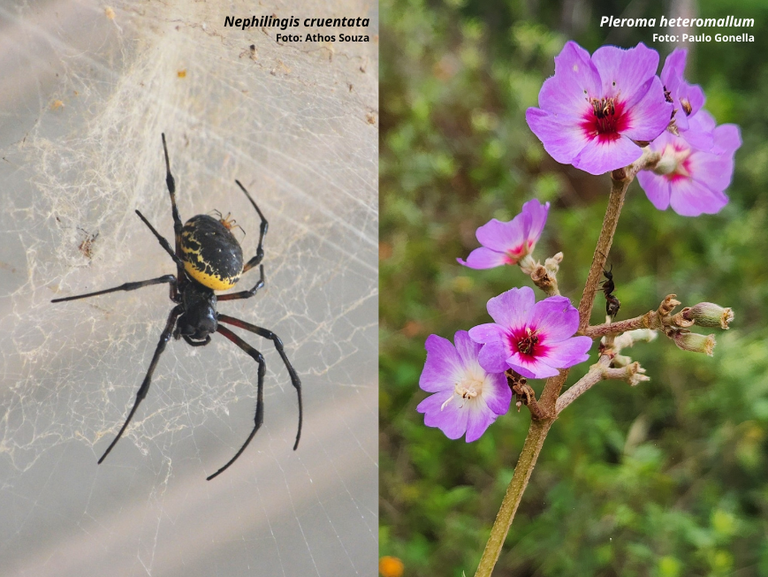 Desafio da Natureza Urbana 2025 - resultado