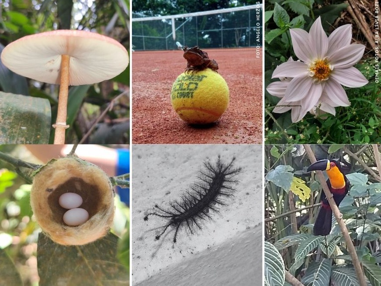 Desafio da Natureza Urbana 2026