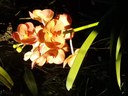 orquidea2_inma