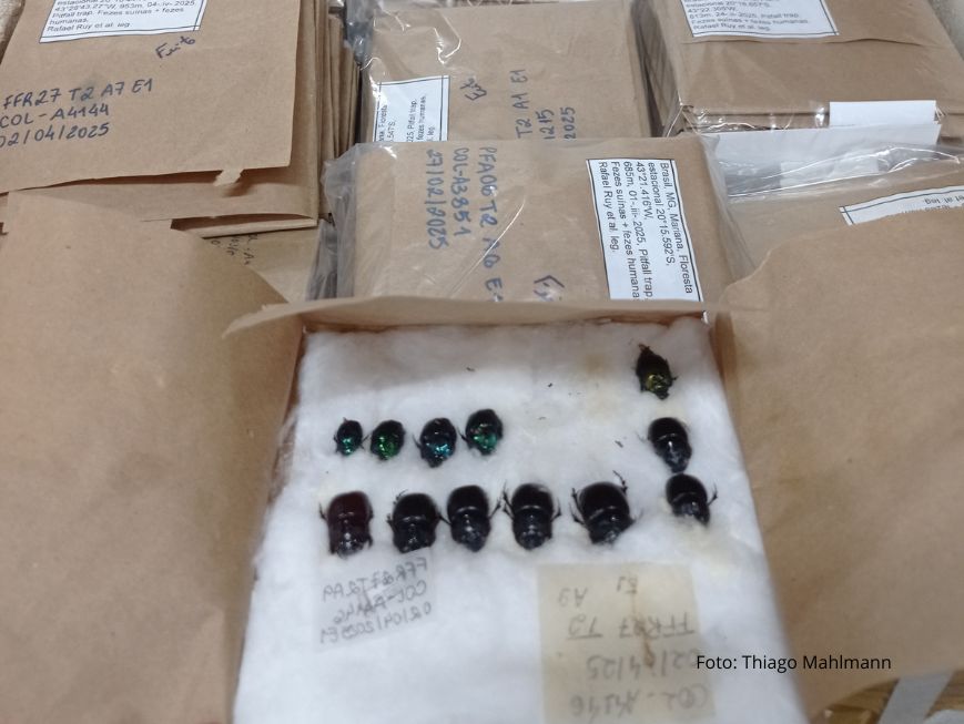 Besouros organizados sobre uma camada de algodão branco. Ao redor, aparecem envelopes e pacotes de papel pardo identificados com etiquetas e anotações manuscritas, indicando material científico catalogado.