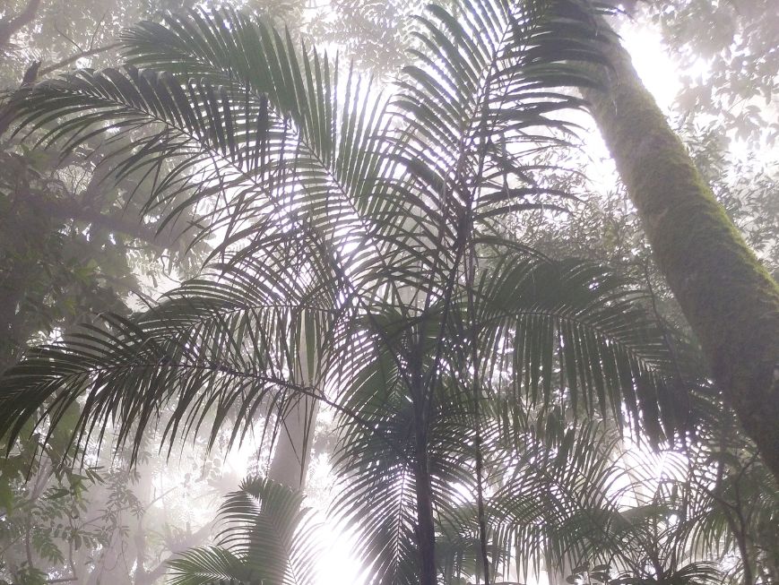 Floresta úmida vista de baixo para cima, com palmeiras de folhas longas e árvores altas cobertas por musgo.