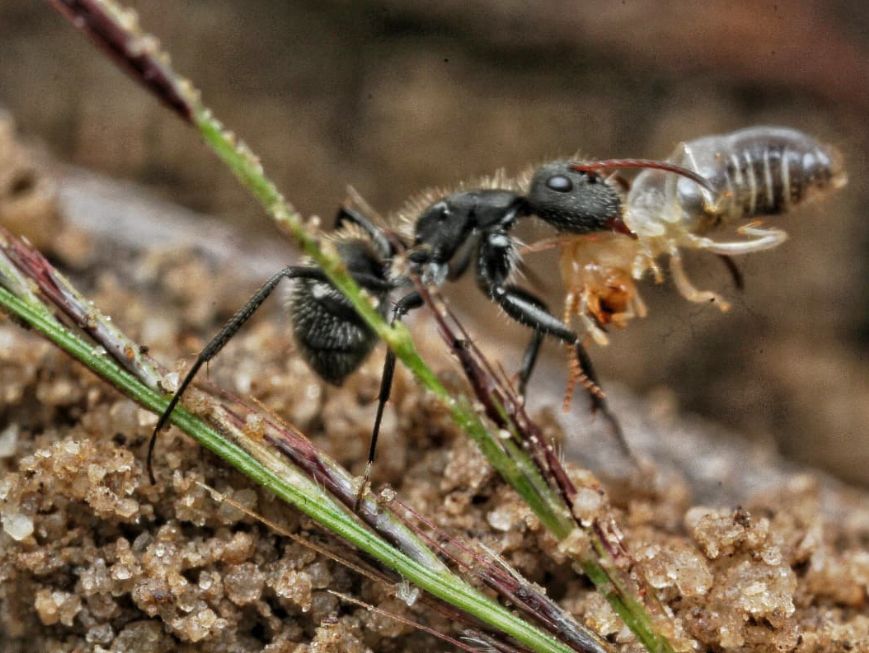 Fotografia em close de uma formiga preta sobre solo arenoso