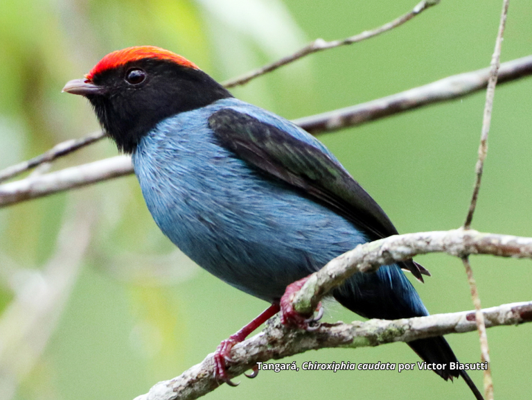 Exposição fotográfica “Aves de Santa Teresa” chega ao Museu de Biologia Mello Leitão