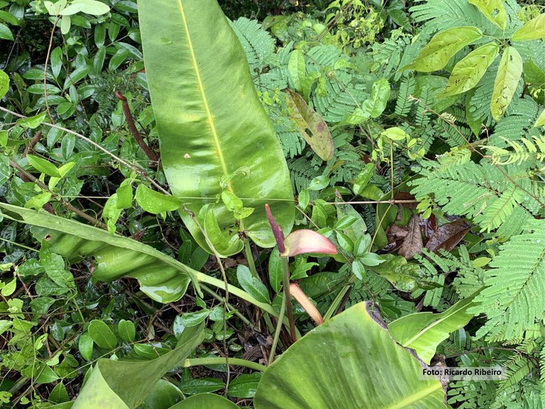 Nova espécie de antúrio é descoberta no Espírito Santo