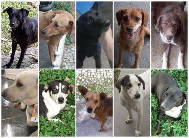 Veja o que servidores, colaboradores e bolsistas que estudam e trabalham no Campus do Inmetro, em Xerém, fazem para cuidar dos animais que vivem em harmonia: um time de dez cachorros, sete tartarugas, carpas e alguns gatinhos, verdadeiros xodós e que recebem todo carinho e amor, além de alimentação e cuidados especiais. João, mais conhecido por “chefe”, é também o líder, e com crachá e tudo!