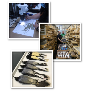 fotografias colecoes.png